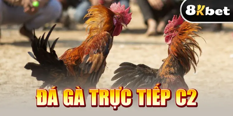 Đá Gà Trực Tiếp C2